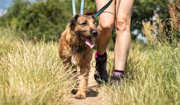 Carmel Mountain dog walker